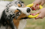 playing Australian Shepherd