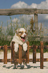 Australian Shepherd Puppy