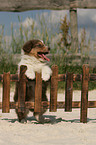 Australian Shepherd Puppy