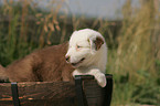 Australian Shepherd Puppy