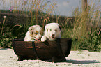 Australian Shepherd Puppies