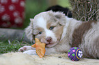 playing Australian Shepherd Puppy