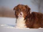 Australian Shepherd