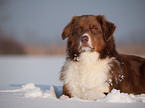 Australian Shepherd