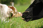 Australian Shepherd and cattle