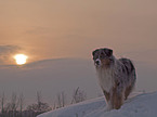 Australian Shepherd