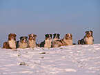 Australian Shepherds