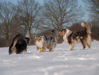 playing Australian Shepherds