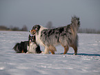 playing Australian Shepherds