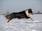 running Australian Shepherd