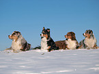 Australian Shepherds