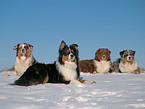 Australian Shepherds