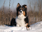 Australian Shepherd