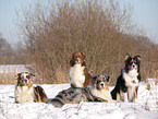 Australian Shepherd