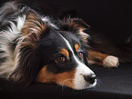 Australian Shepherd Portrait