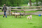 Australian Shepherd with sheeps