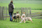 Australian Shepherd with sheeps