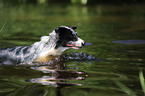 swimming Australian Shepherd