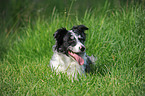 Australian Shepherd