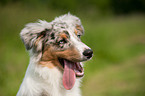 Australian Shepherd Portrait