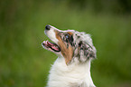 Australian Shepherd Portrait