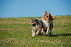 running Australian Shepherds