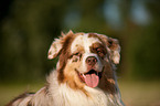 Australian Shepherd Portrait