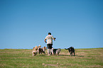 man and Australian Shepherds