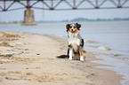 Australian Shepherd