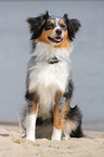 Australian Shepherd