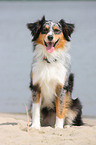 Australian Shepherd