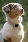 Australian Shepherd Puppy