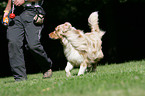 Australian Shepherd