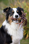 Australian Shepherd Portrait