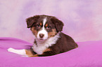 Australian Shepherd Puppy