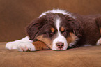 Australian Shepherd Puppy