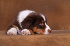 Australian Shepherd Puppy