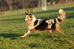 running Australian Shepherd