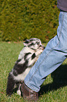 Australian Shepherd Puppy