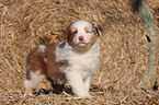 Australian Shepherd Puppy