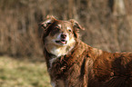 Australian Shepherd Portrait