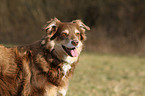 Australian Shepherd Portrait