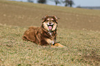 Australian Shepherd