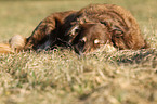 sleeping Australian Shepherd