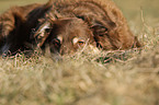 Australian Shepherd