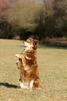 Australian Shepherd shows trick