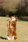 Australian Shepherd shows trick