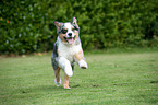 running Australian Shepherd