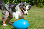 playing Australian Shepherd