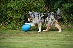 playing Australian Shepherd